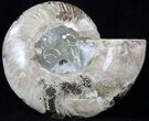 Cut Ammonite Fossil (Half) - Agatized #37139-1